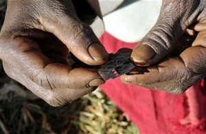 Prisca Korein, a 62-year-old traditional surgeon, holds razor blades before carrying out female genital mutilation on teenage girls from the Sebei tribe in Bukwa district, about 357 kms (214 miles) northeast of Kampala, December 15, 2008. REUTERS/James Akena/Files